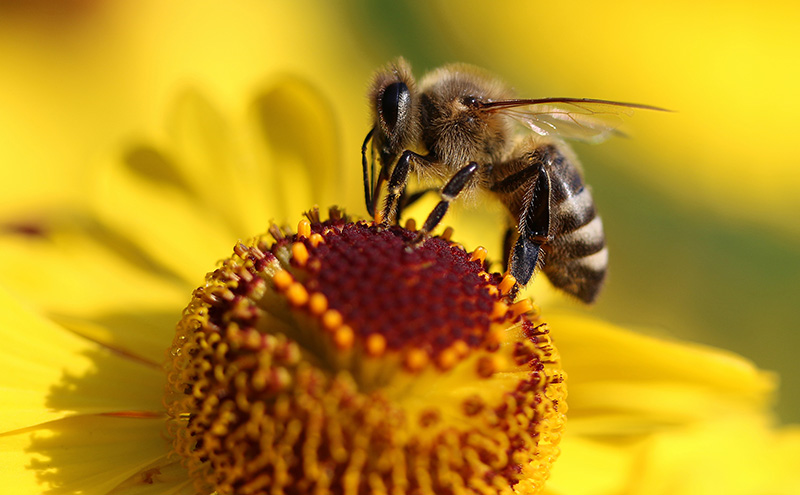 The World Bee Project, quando la natura incontra la tecnologia